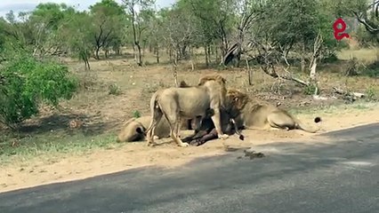 Des lions tuent un buffle à quelques mètres des touristes