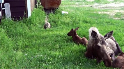 Cat Stalking Moose Twins | Homer, Alaska