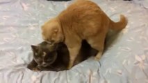Kedilerin Çiftleşmesi Azgın Kedi Mart Ayı Video