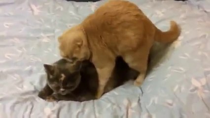 Kedilerin Çiftleşmesi Azgın Kedi Mart Ayı Video
