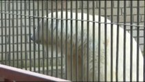 タリン動物園のヴァイダの姿 (Oct.4 2008)