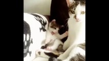 Adorable Kitten Copies Mommy Cat Bathing