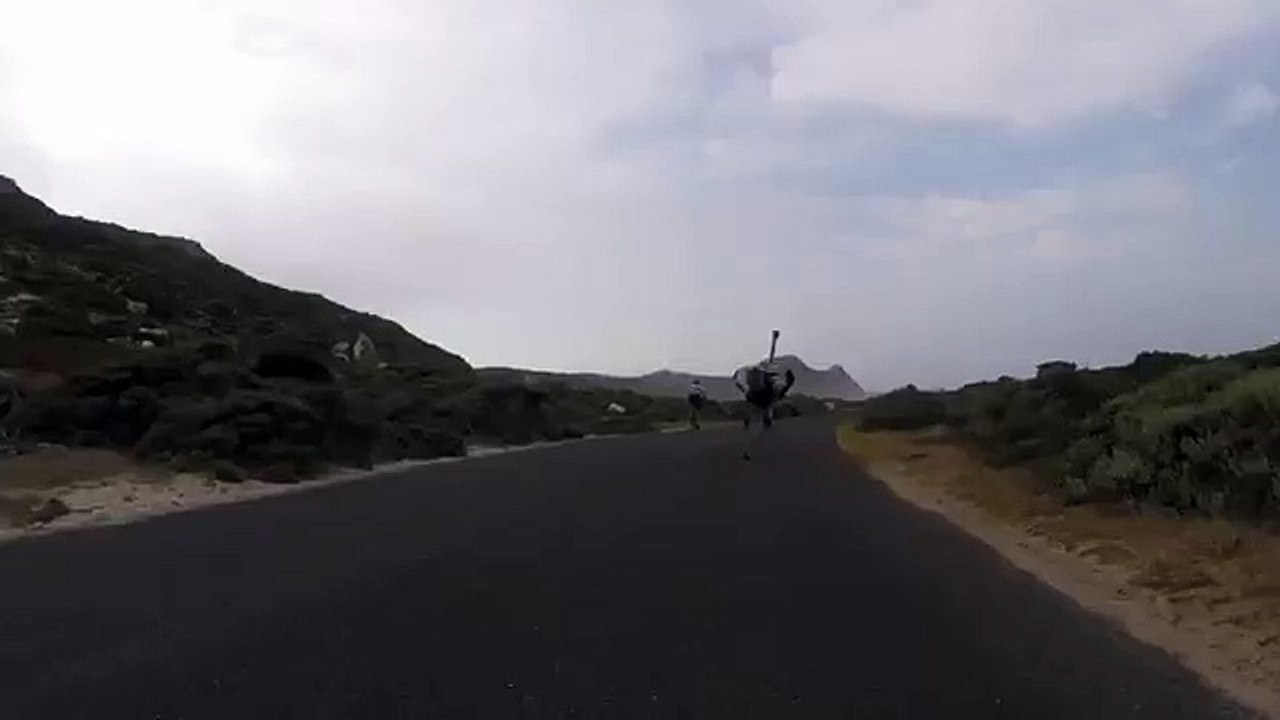 Cyclistes vs Autruche