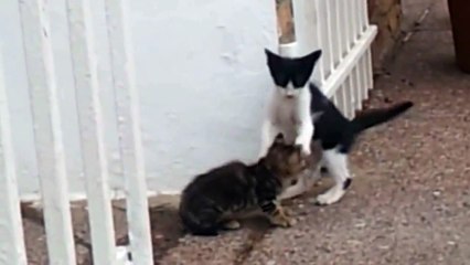 Озорные котята