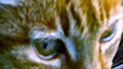 Рыжий кот играет в планшет