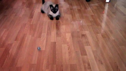 Сиамская киса играет с мячиком