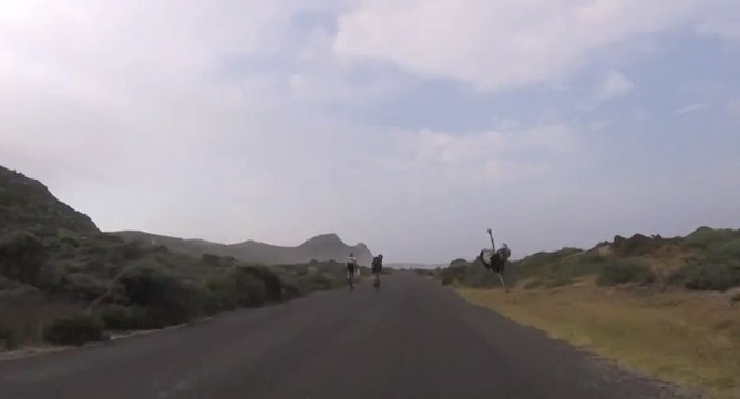 Des cyclistes poursuivis par une autruche en colère