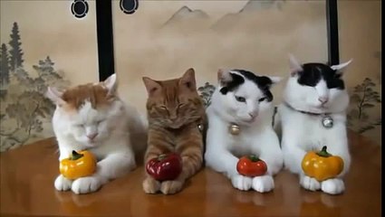 Фотосессия котов с овощами