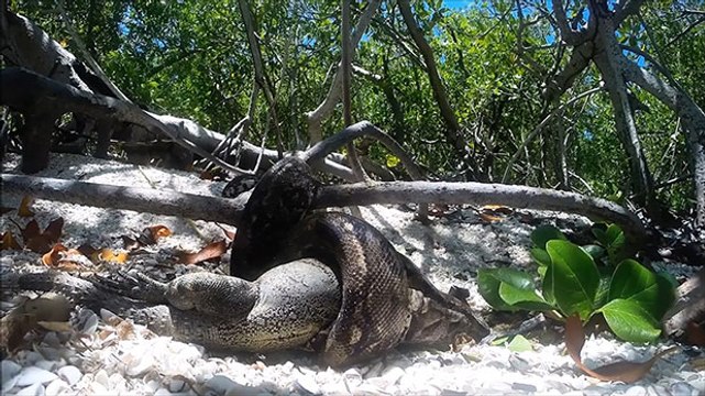 Boa constrictor bites off more than it can chew as it attempts to devour huge iguana