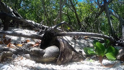 Boa constrictor bites off more than it can chew as it attempts to devour huge iguana