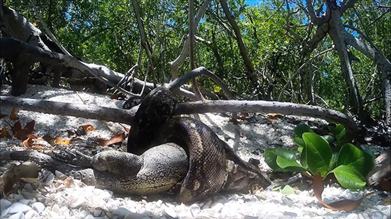 Boa constrictor bites off more than it can chew as it attempts to devour huge iguana