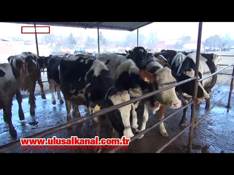 Sektör alarm veriyor; Destek yok, prim yok, yem pahalı...