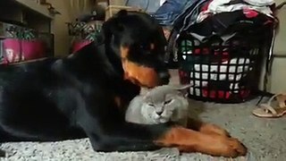 Rottweiler Loves The Cat So Much