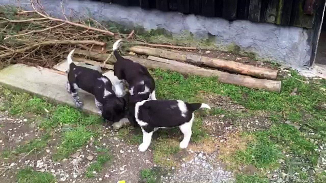 KlM Welpen 5 | 05.03.2016