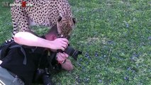 Tigers, Lions And Cheetahs Love To Cuddle - Big Cats Compilation