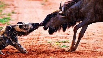 Wild Dogs Attacks TOP 10 - Wild Dogs Attacks Compilation 2016 HD