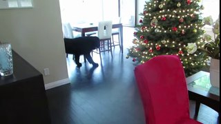 Little girl plays hide and seek with giant dog