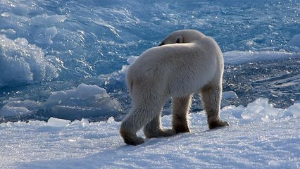 rencontre d'un ours polaire au Groenland