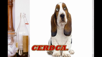 Вредные советы от плохого поведенья говорящая собака