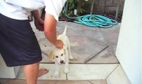 3 month old labrador Retriever Puppy doing tricks