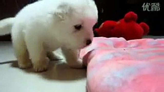 24days old Samoyed puppy 24天小萨摩耶