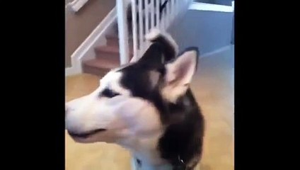 Funniest Dog Vines Compilation 2013_clip13