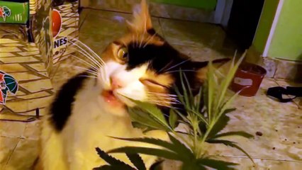 Кот ест траву)