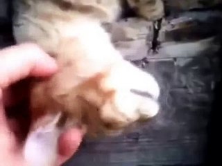 Кот не умер!Просто так спит)