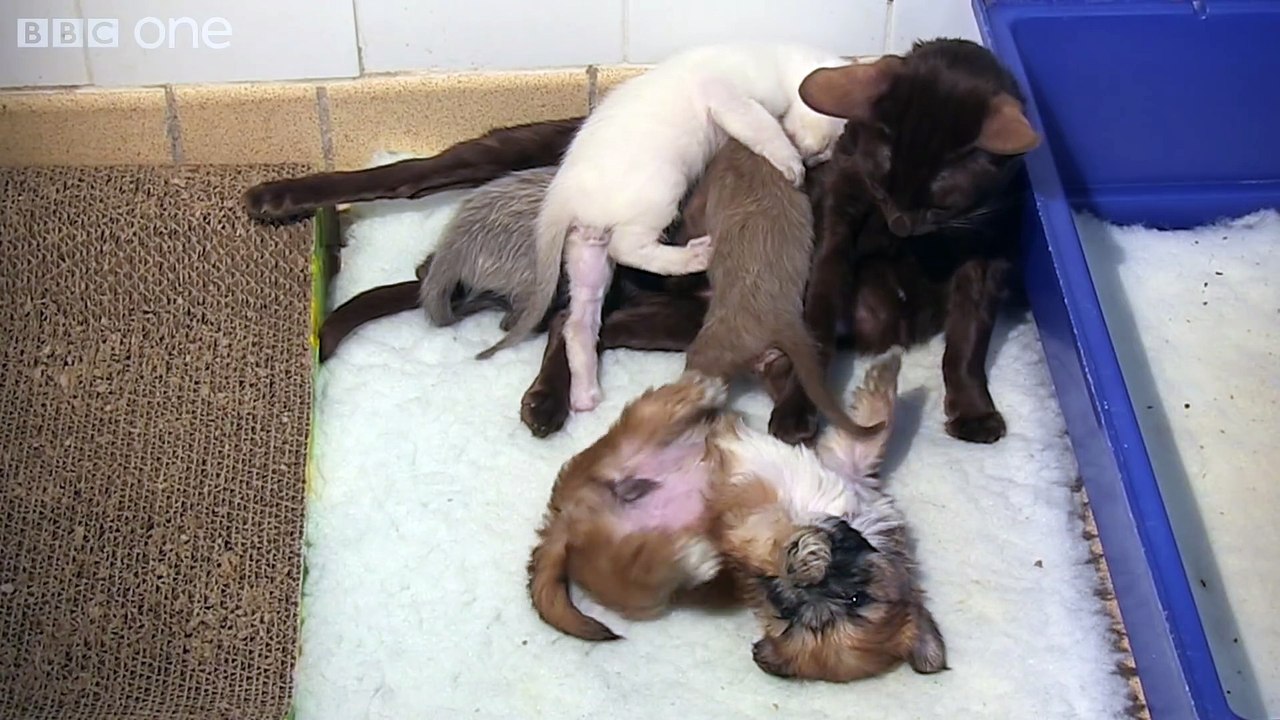 Orphaned puppy is adopted by mother cat   Pets - Wild at Heart  Episode 2 preview   BBC One