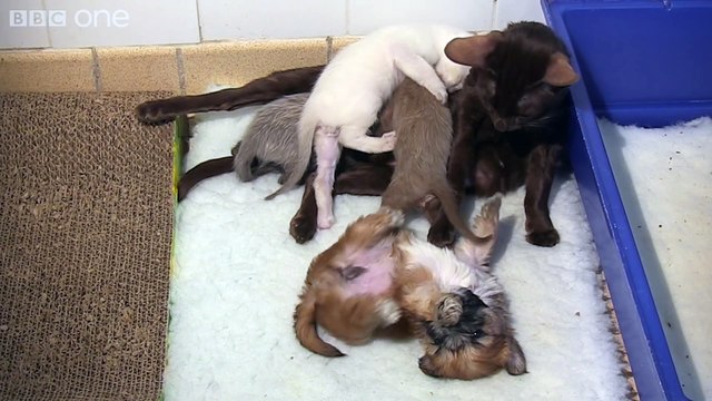 Orphaned puppy is adopted by mother cat Pets - Wild at Heart Episode 2 preview BBC One
