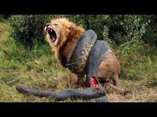 Lion VS Giant Anaconda Snake - Real Fight