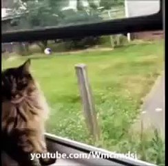 Vidéo drôle compilation, drôle cats4 - 2016