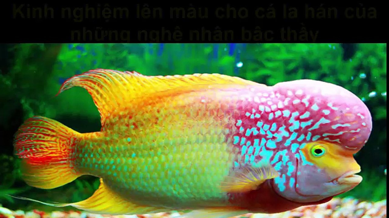 Cách lên màu cho cá la hán