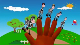 Finger Family Nursery Rhymes for Children Zebra Cartoon and Finger Family Children Nursery