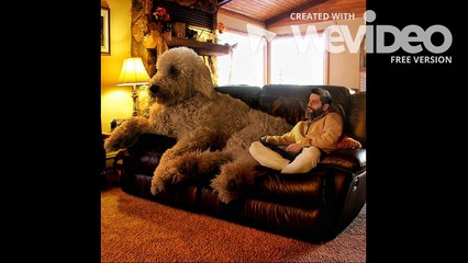 Ovaj gigantski pas polako osvaja Internet. A razlog što je tako velik, ne možete ni pretpostaviti!