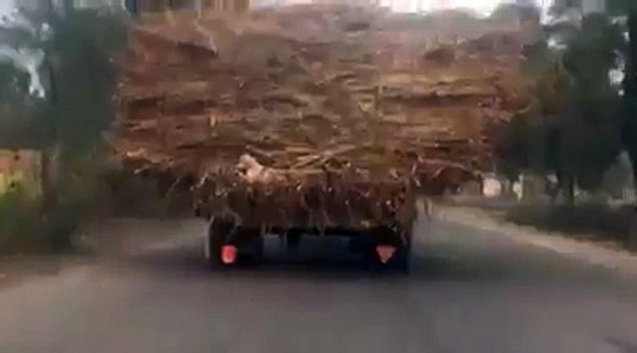 Dog masti in track fannylog video