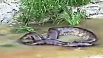 OMG ! Scary Anaconda Found-Top Funny Videos-Top Prank Videos-Top Vines Videos-Viral Video-Funny Fails
