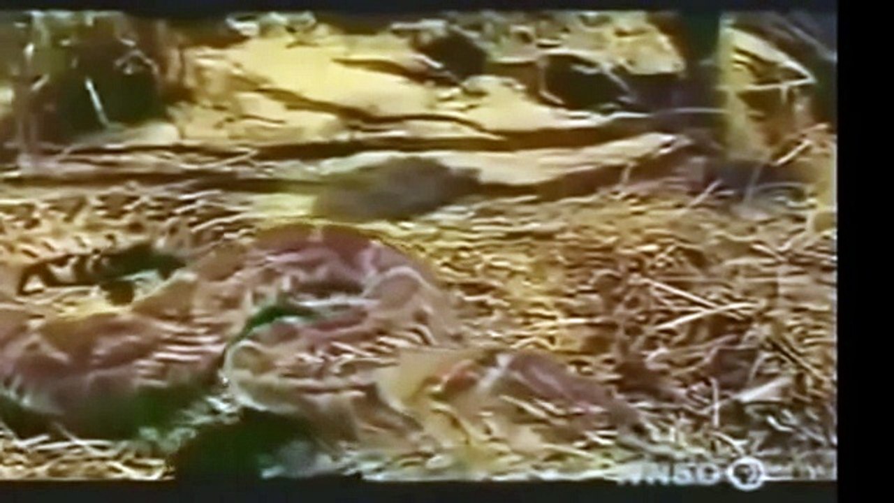 Mongoose Attack Cobra Snake incredible Fighting #2 - Cobra Snake