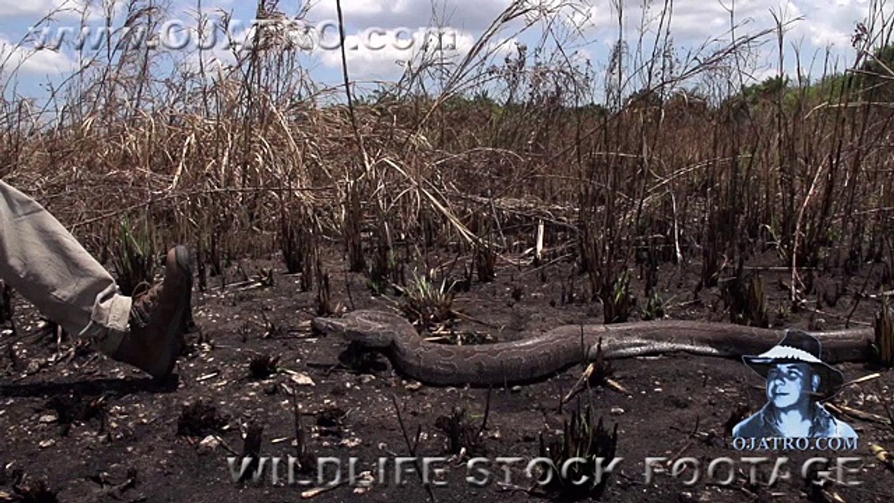 Python Attacks 02   Aggressive Rock Python   Time Lapse