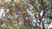 Hayseed Tangerine Tree