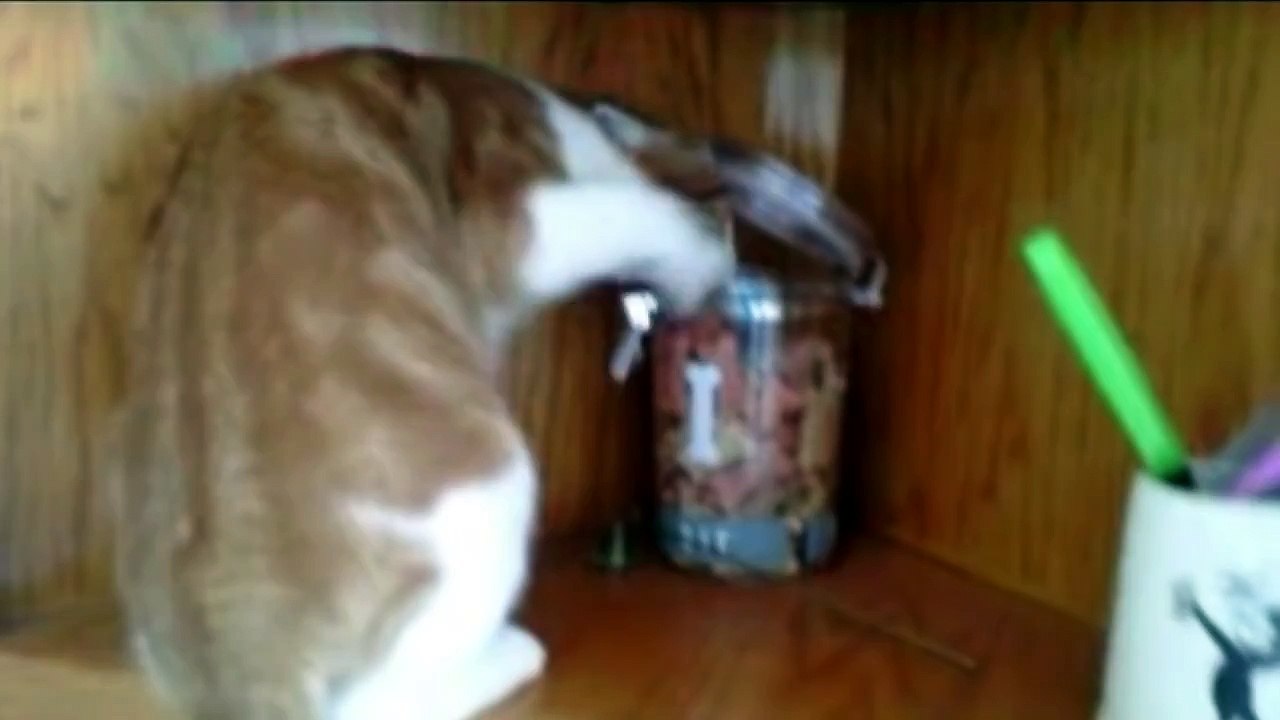Cats Stealing Stuff Compilation