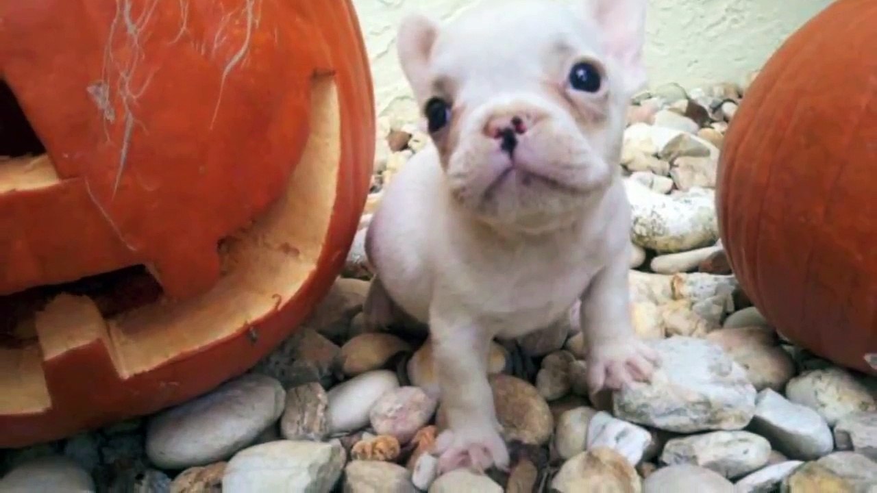 The Peanut Gallery_ Life Lessons From a French Bulldog