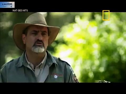 Cargas Impossíveis: O Voo dos Flamingos (Dublado) - Documentário NatGeo