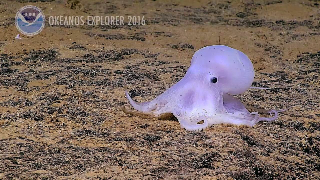 Geisterhafter Oktopus vor Hawaii entdeckt
