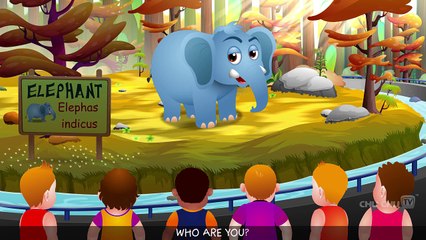 Finger Family Elephant | ChuChu TV Animal Finger Family Songs & Nursery Rhymes For Childre