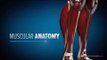 Built by Science - Anatomy, Biomechanics, & 6 Week Training Program - Legs - Bodybuilding.com