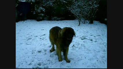 Bewan is playing in the snow and you know what ???? He's happy :-)