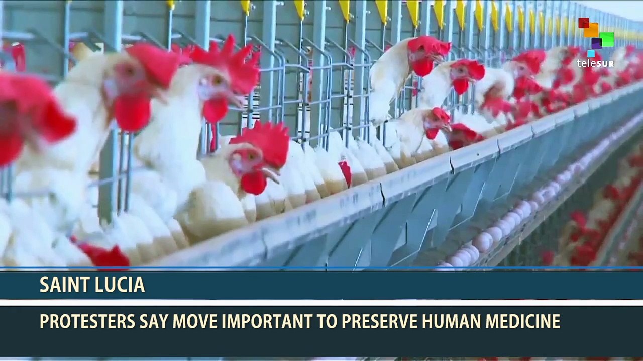 Saint Lucia: Consumers Demand Antibiotic-Treated Poultry off the Menu