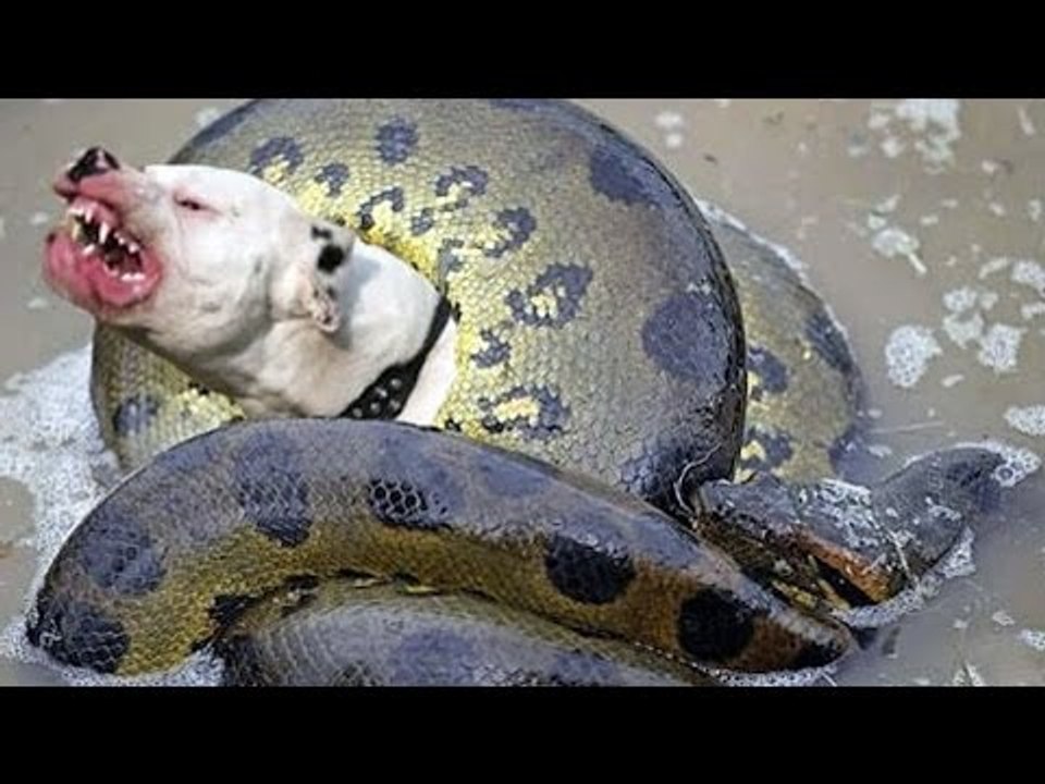 Giant Anaconda Snake VS Dog Real Fight Dailymotion Video