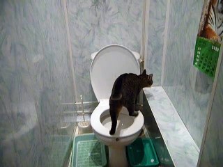 Кот научился этому сам